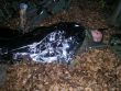Taktické cvičenia účelových zoskupení 22. mechanizovaného práporu
